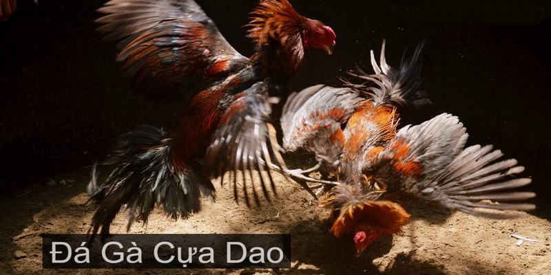 đá gà cựa dao 8kbet